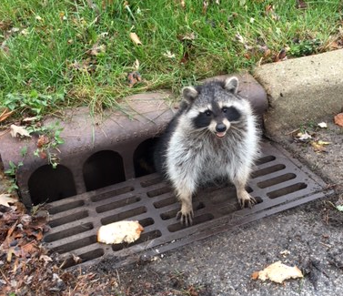 The raccoon courtesy of City of Zion Illinois Police Department’s Facebook